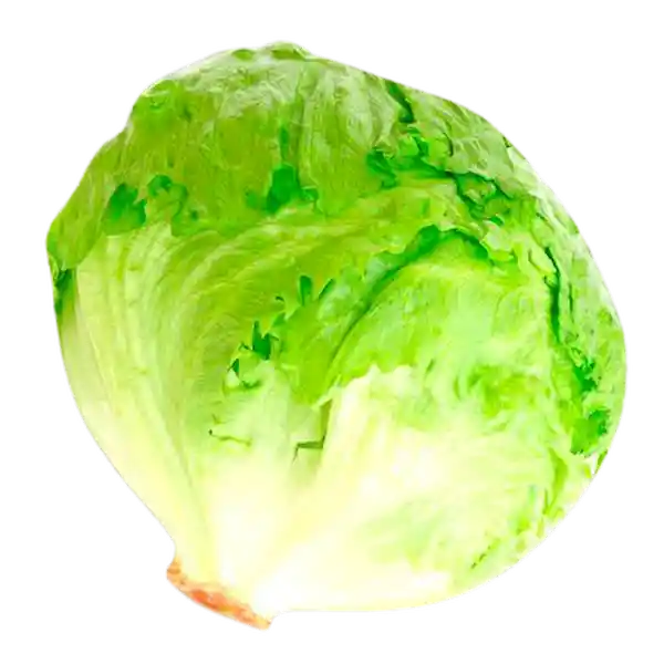 Lechuga Batavia