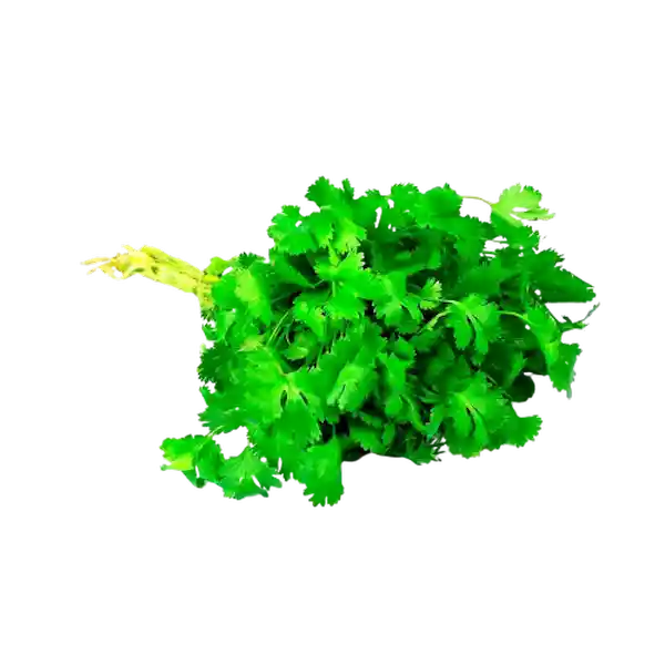 Cilantro