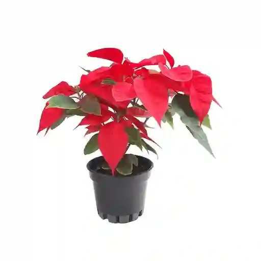 Poinsettia P14