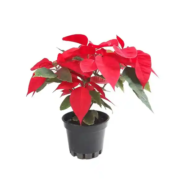 Poinsettia P14