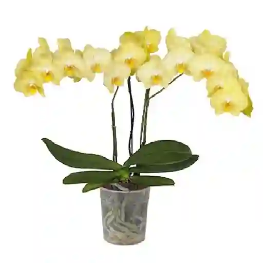 Orquidea 3 Varas Multiflora Amarilla