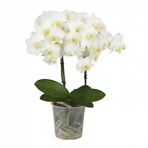 Orquidea 2 Varas Multiflora Blanca