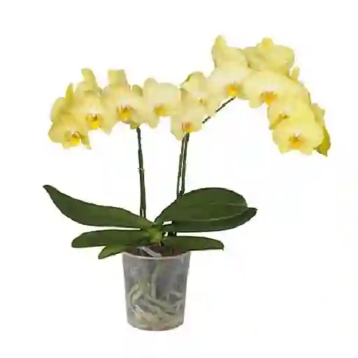 Orquidea 2 Varas Multiflora Amarilla