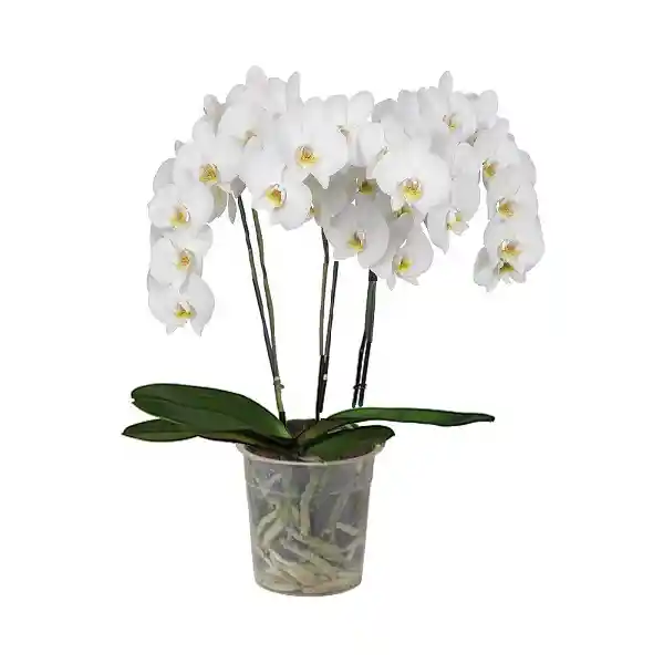 Orquidea 3 Varas Blanca