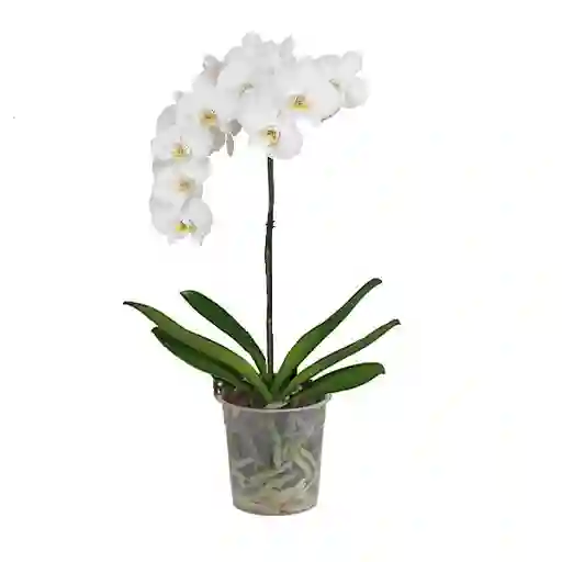 Orquidea 1 Vara Blanca