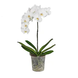 Orquidea 1 Vara Blanca