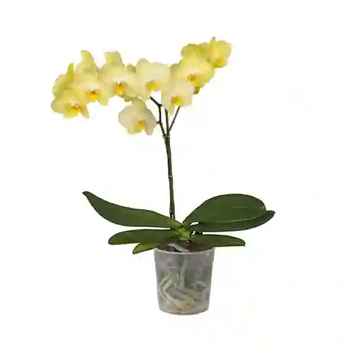 Orquidea 1 Vara Amarilla