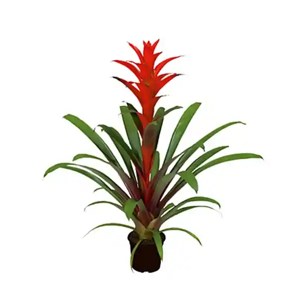 Bromelia Roja