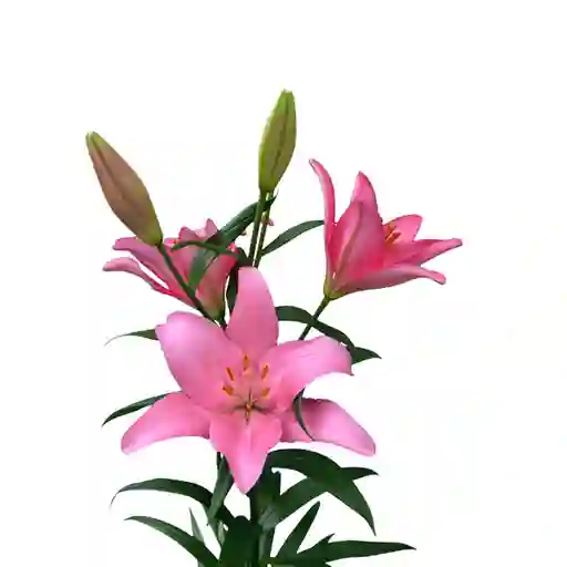 10 Lirios Fucsias En Paquete