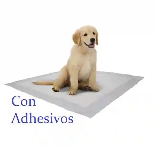 60 Unidades De Tapetes Entrenadores Perro Con Adhesivos