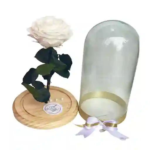 Rosa Eterna Blanquita