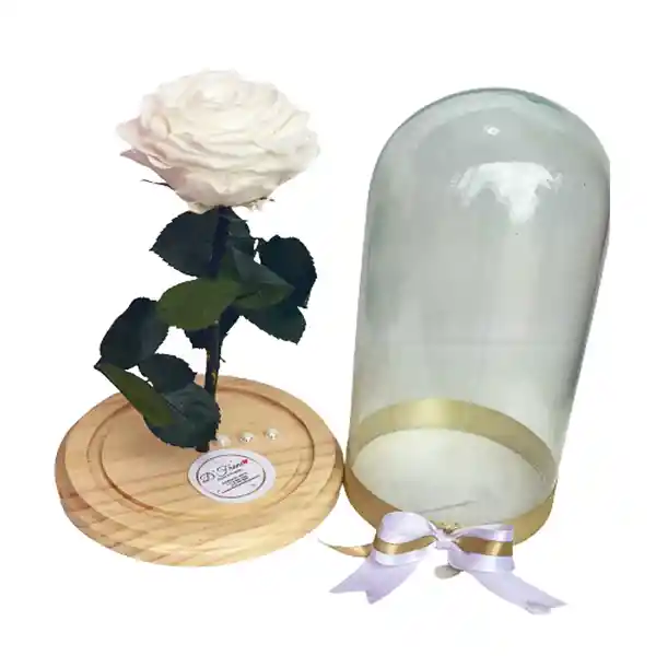 Rosa Eterna Blanquita