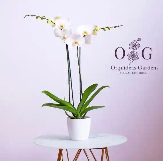 Orquidea S Classic 2 Varas Blancas Con Base Ceramica