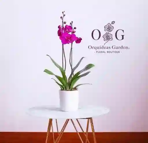 Orquídeas Classic 2 Varas Morada Con Base En Ceramica