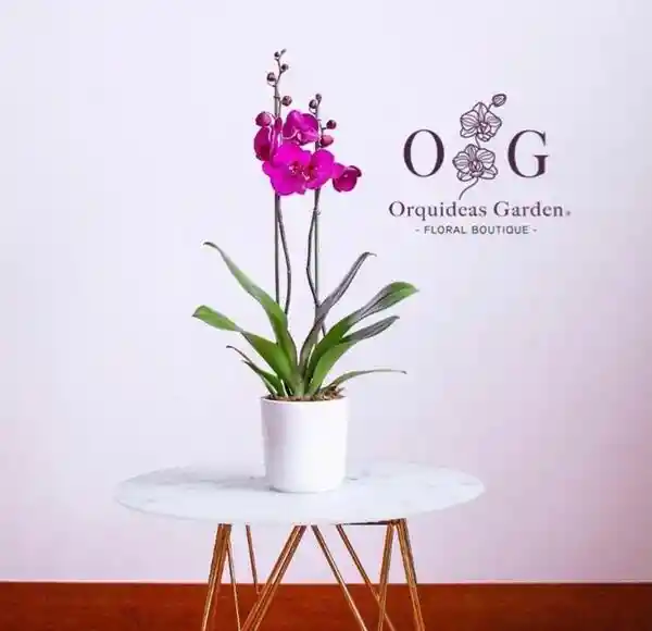 Orquídeas Classic 2 Varas Morada Con Base En Ceramica