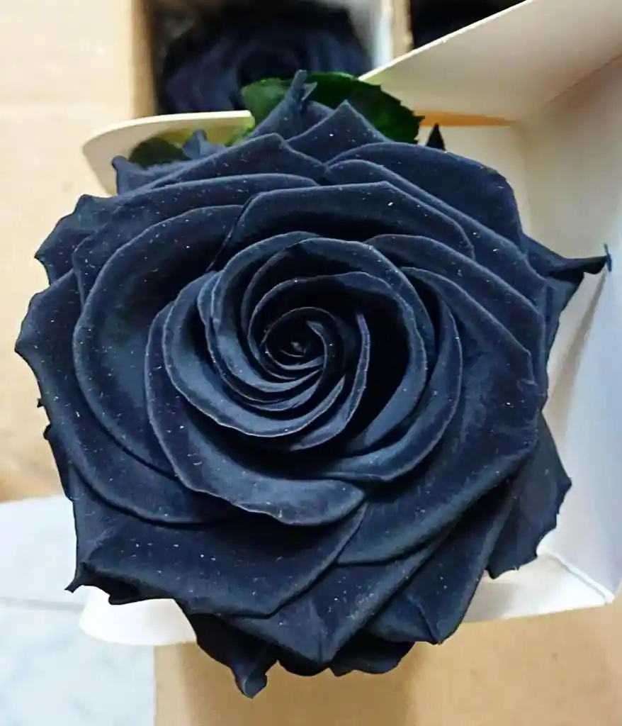 rosa preservada negra o rosa eterna