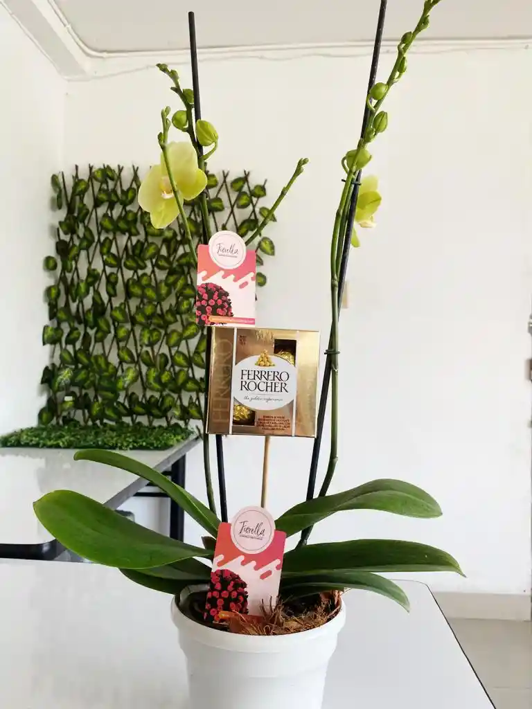 Orquidea Combo Phalaenopsis