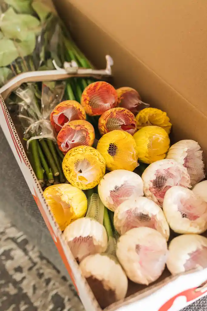 Gérbera del cultivo a su casa 100 tallos de 45cm