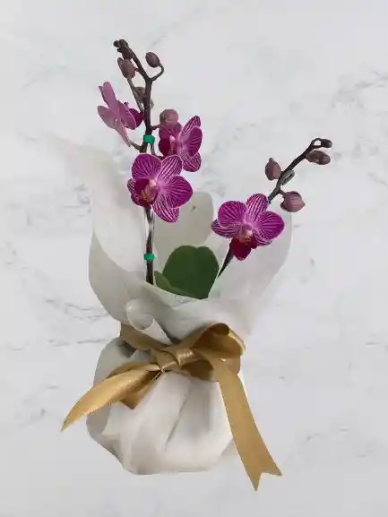 Orquídeas Minis Moradas + Base Ceramica