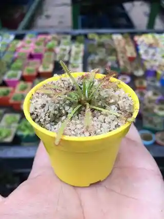 Drosera capensis roja (Matera de 5 cm)