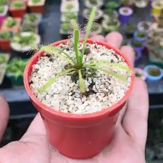 Drosera capensis alba (Matera de 5cm)