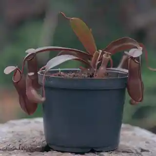 Nepenthes sp (matera 10 cm)