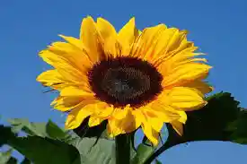 girasol por unidad