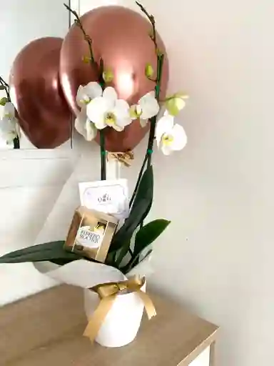 Orquideas Dos Varas Globo Cumpleaños+ Base + Ferreros X4 Y Globo