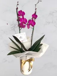 Orquideas Supreme + Base Ceramica