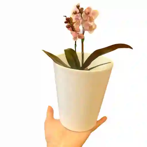 Orquidea Mini
