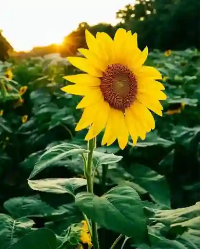 Semillas Flores Girasol Decoración Jardin Planta