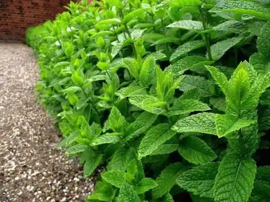 Semillas Menta Comun Aromatica Medicinal Infusiones Comida