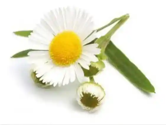 Aroma Semilla Manzanilla Tica Medicinal Infusiones Decorativa