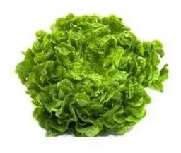 Semillas Lechuga Batavia Cultivo Culinario Jardin Alimento