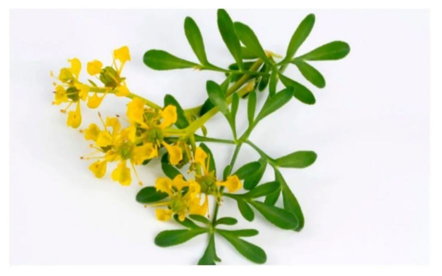 Mata Ruda Semillas Ruda Planta Aromatica Medicinal Infusion Té Mata - Rappi