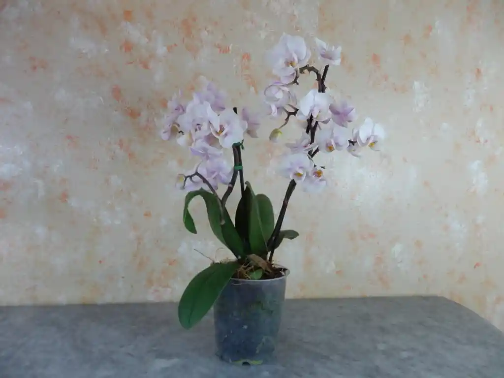 Orq. Phalaenopsis Medi De Color  Blanca con puntos morados y ama