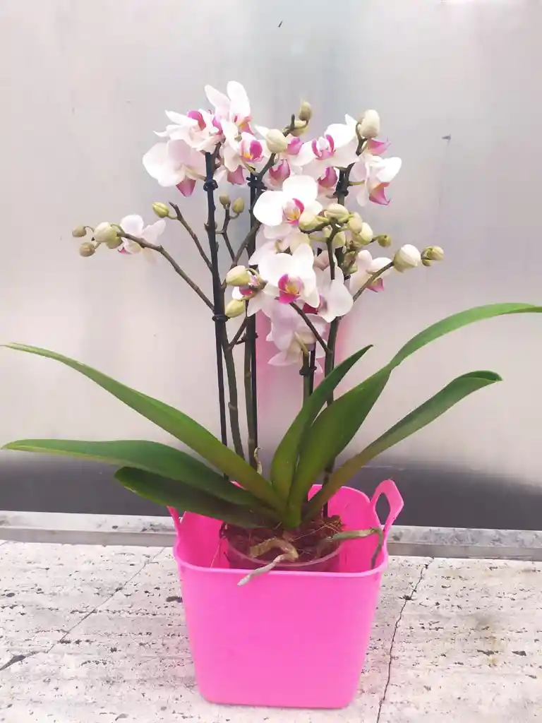 Orq. Phalaenopsis Medi De Color Blanca Con Centro Fucsia + mater