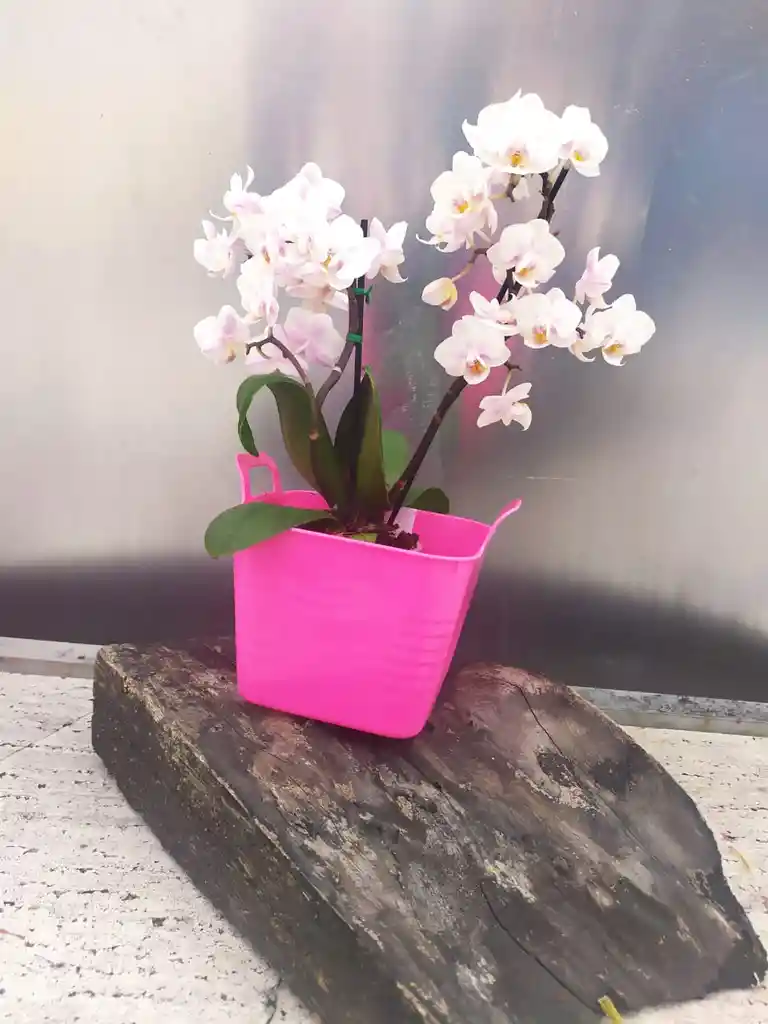 Orq. Phalaenopsis Medi De Color  Blanca con puntos morados y ama