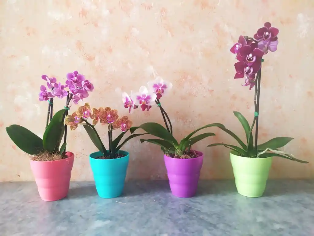 Orq. Phalaenopsis Baby de colores variados x 1 und matera de pl