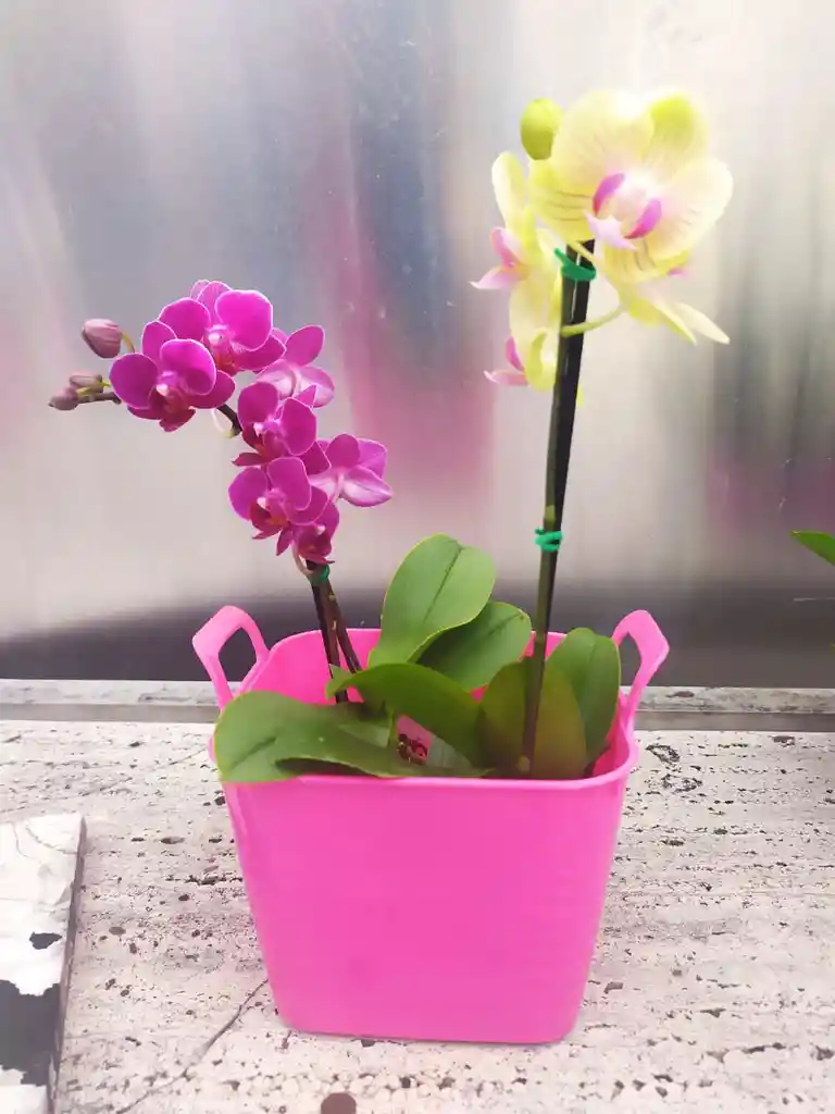 Orq. Phalaenopsis Baby de colores variados x 2 unid matera plat