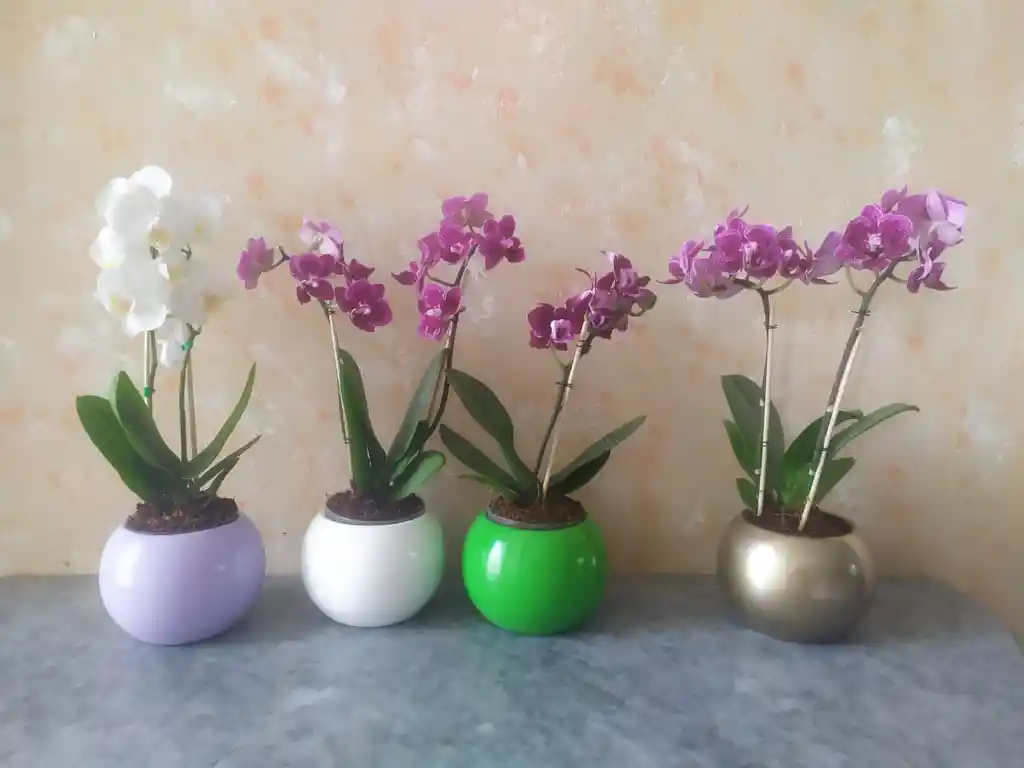 Orq. Phalaenopsis Baby de colores variados x 1 und en maceta de 