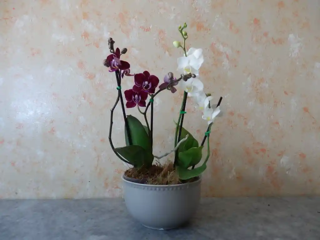 Orq. Phalaenopsis Baby de colores variados x 2 unid en maceta d