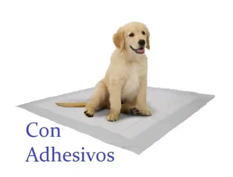 60 Unidades De Tapetes Entrenadores Perro Con Adhesivos