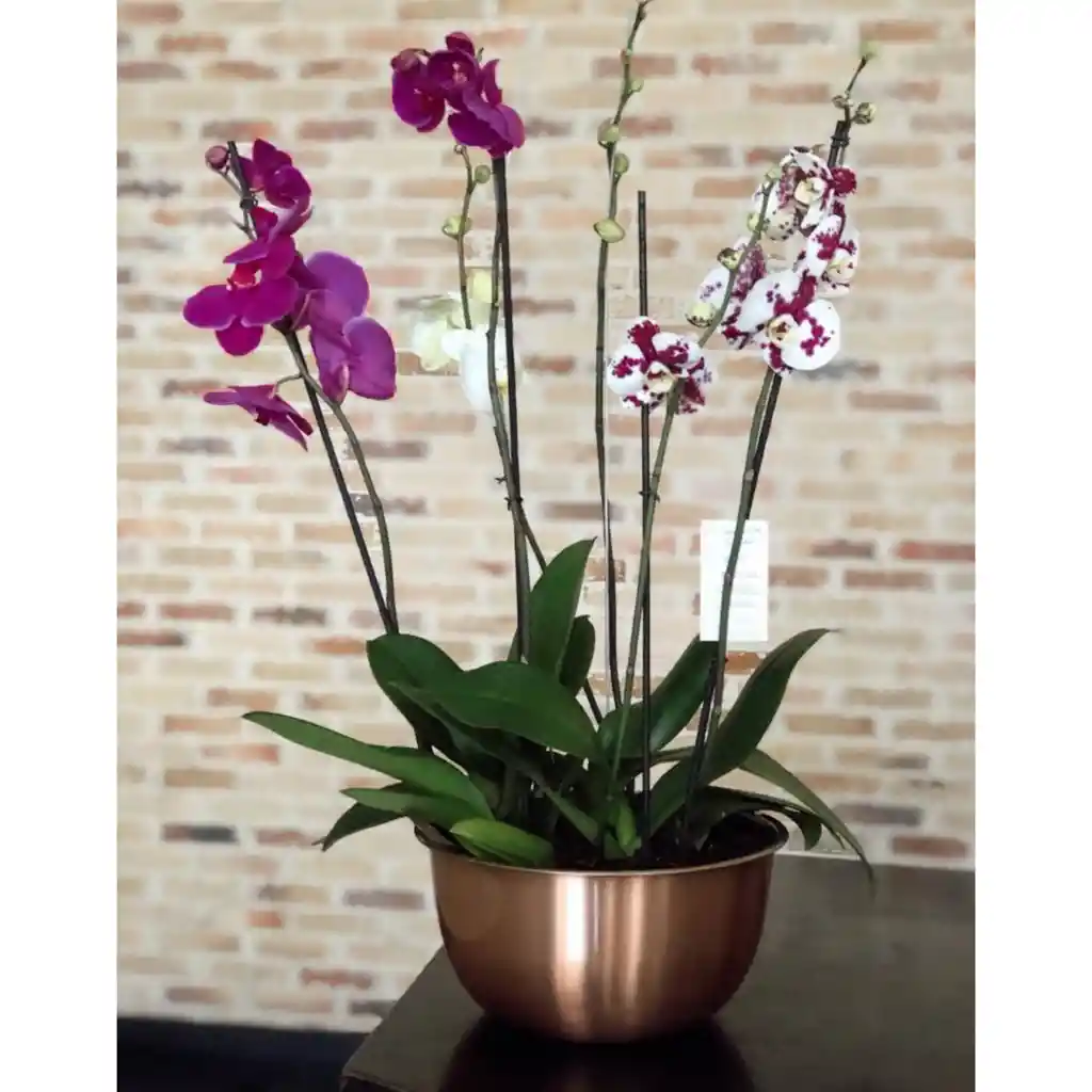 Orquidea Bowl De Cobre Con 2 S