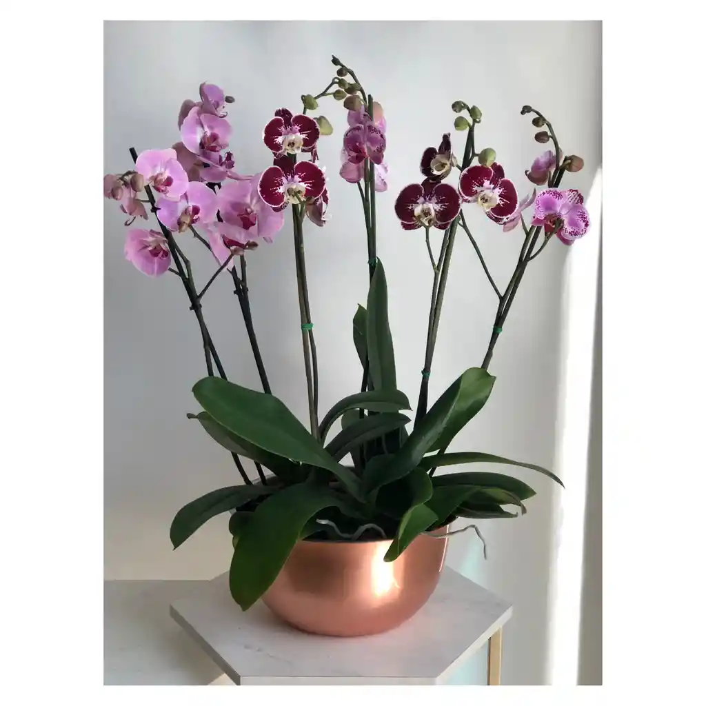 Orquidea Bowl Cobre 3 S Grandes