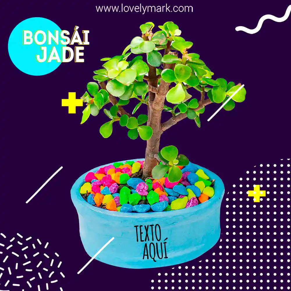 Bonsái Jade Personalizado