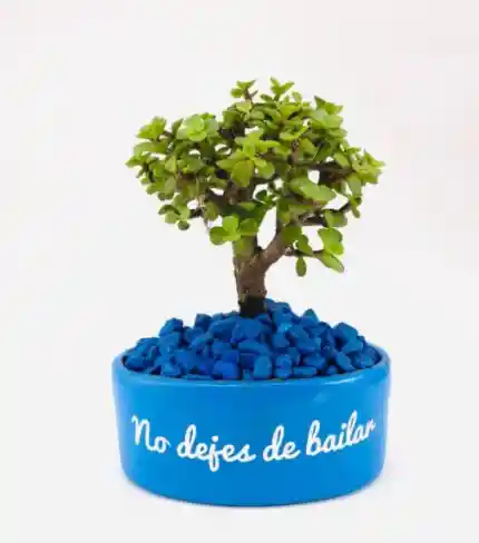 No Dejes De Bailar Bonsái Matera Azul Piedras rosado