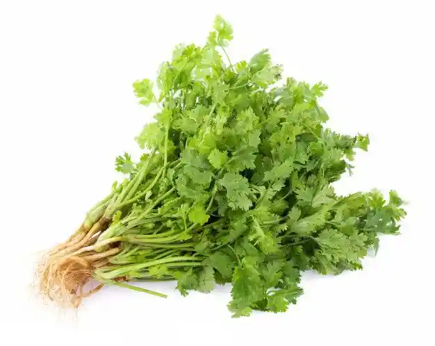 Cilantro