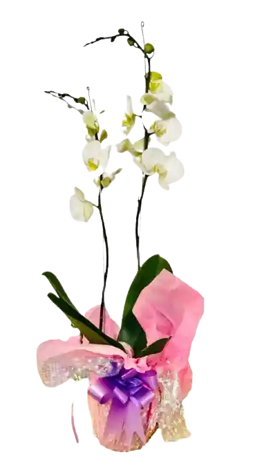 Orquidea 2 Varas Blanco Pureza