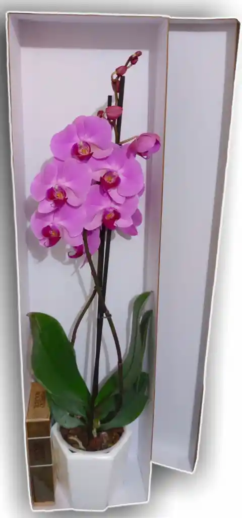 Orquidea Dos Varas